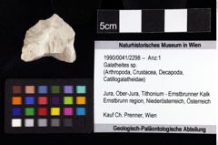 Foto (Objket + Etiketten) von Galatheites sp. 